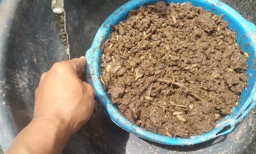 韭菜籽泡酒壮阳功效是什么